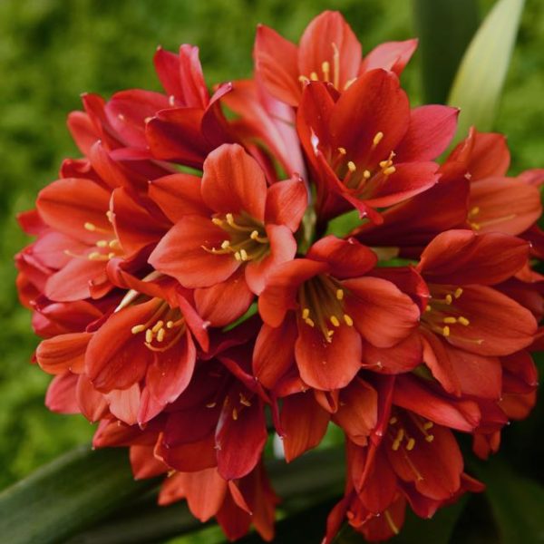 Purple Lavender & Bluebell Basket