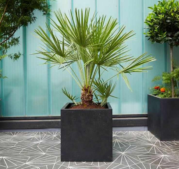 Summer Serenade - Image 2