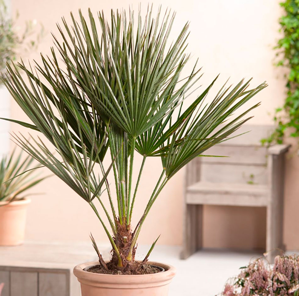 Summer Serenade - Image 4