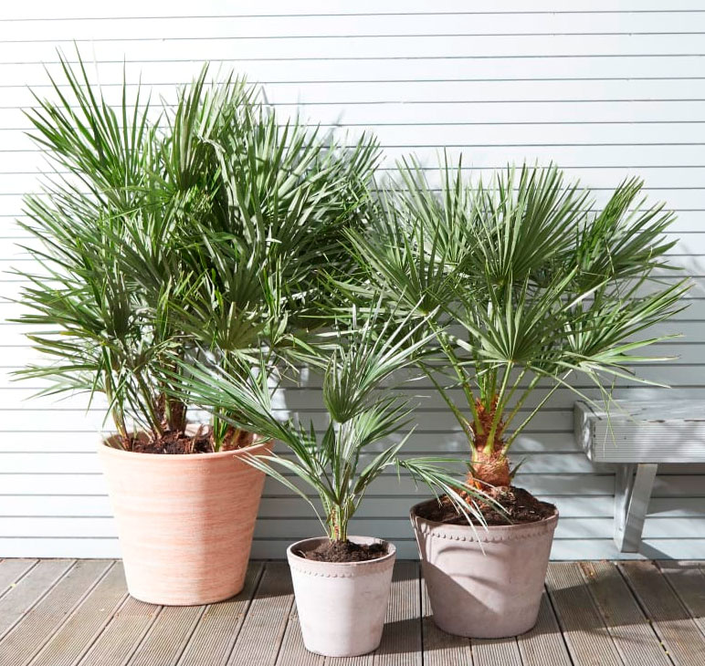 Summer Serenade - Image 3