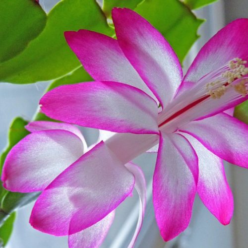 Tropical Mango & Ginger Blossom