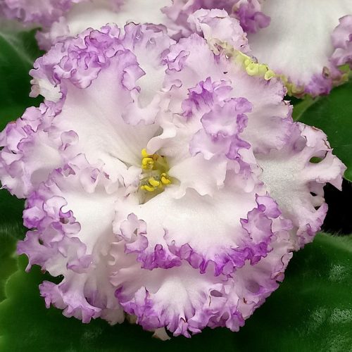 Peach Rose & Baby’s Breath Wreath