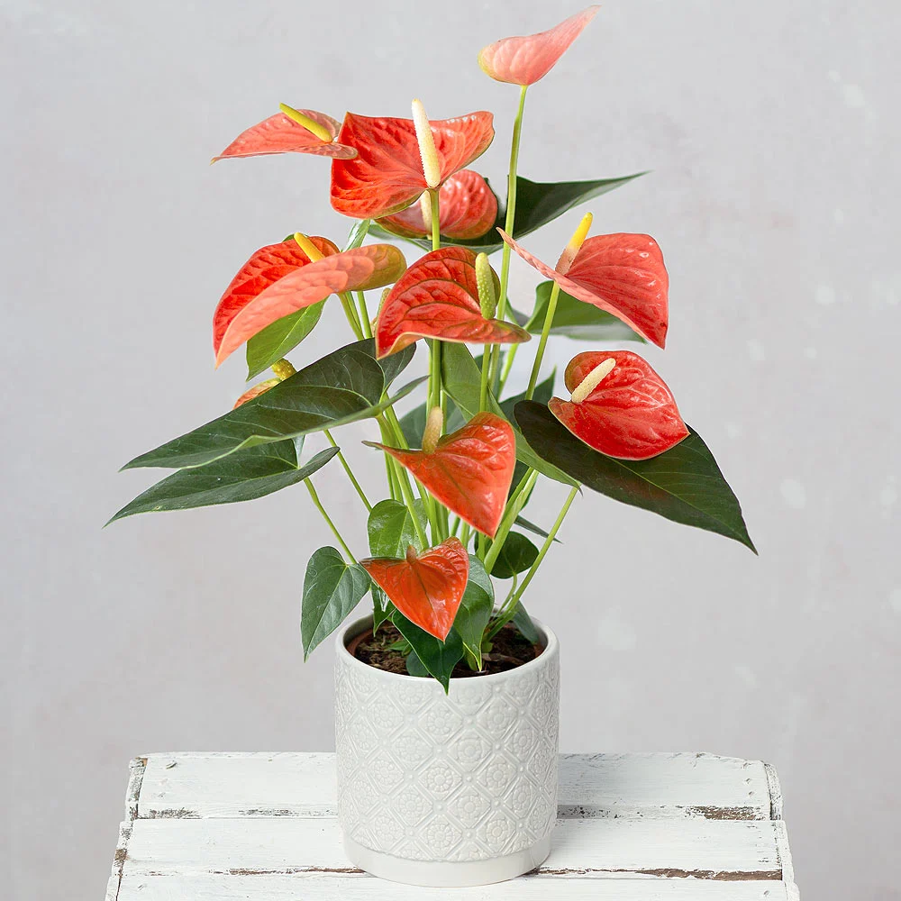 Ivory Calla Lily & Amaryllis - Image 2